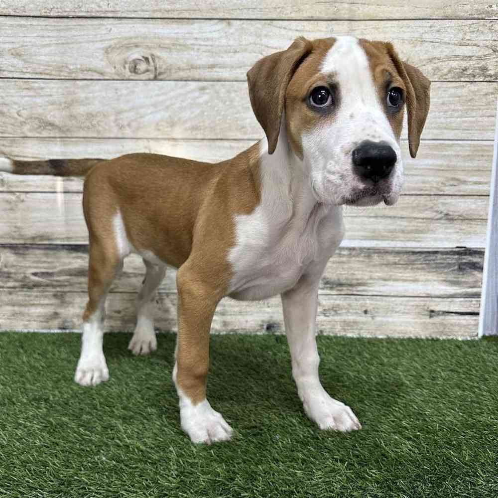 Male Australian Boxherd Puppy for Sale in Saugus, MA