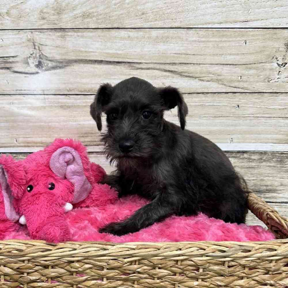 Female Miniature Schnauzer Puppy for Sale in Saugus, MA