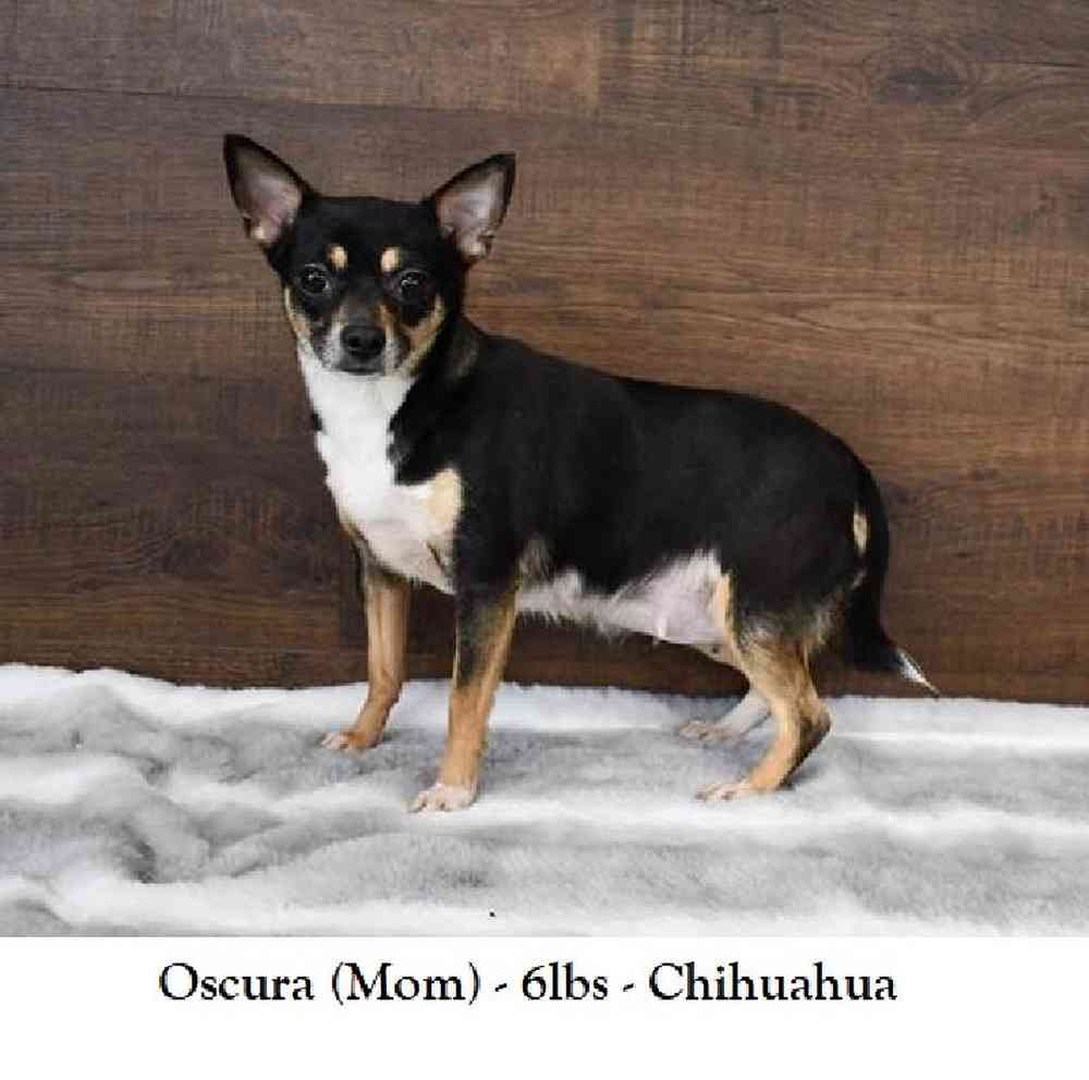 Female Chihuahua Puppy for Sale in Saugus, MA