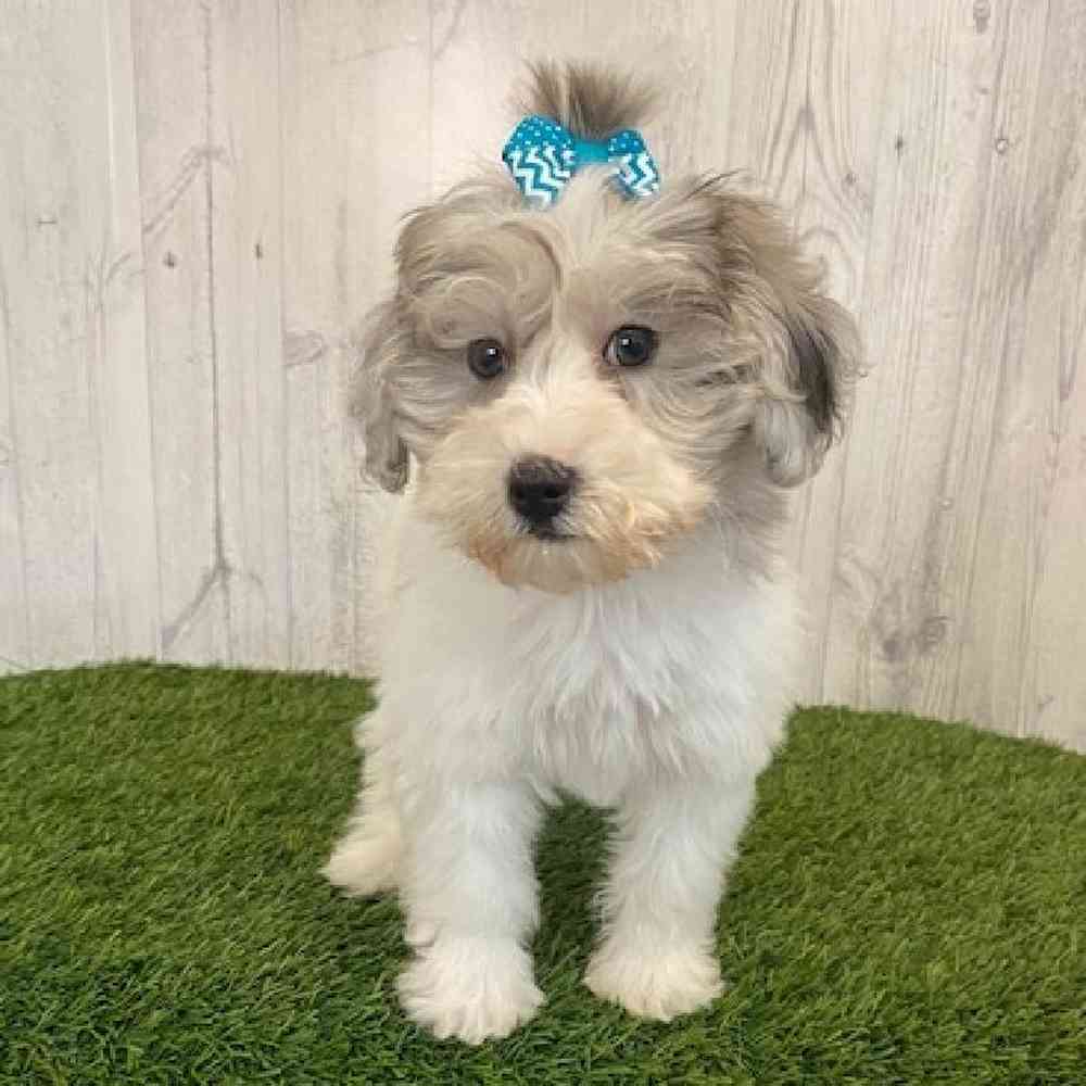 Female Shih-Poo Puppy for sale