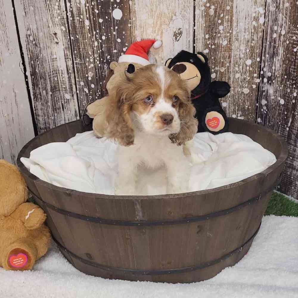Female Cocker Spaniel Puppy for Sale in Saugus, MA