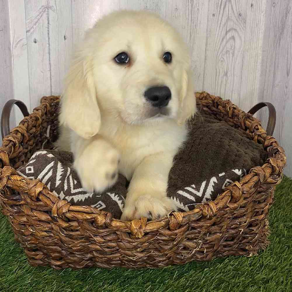 Male Golden Retriever Puppy for Sale in Saugus, MA