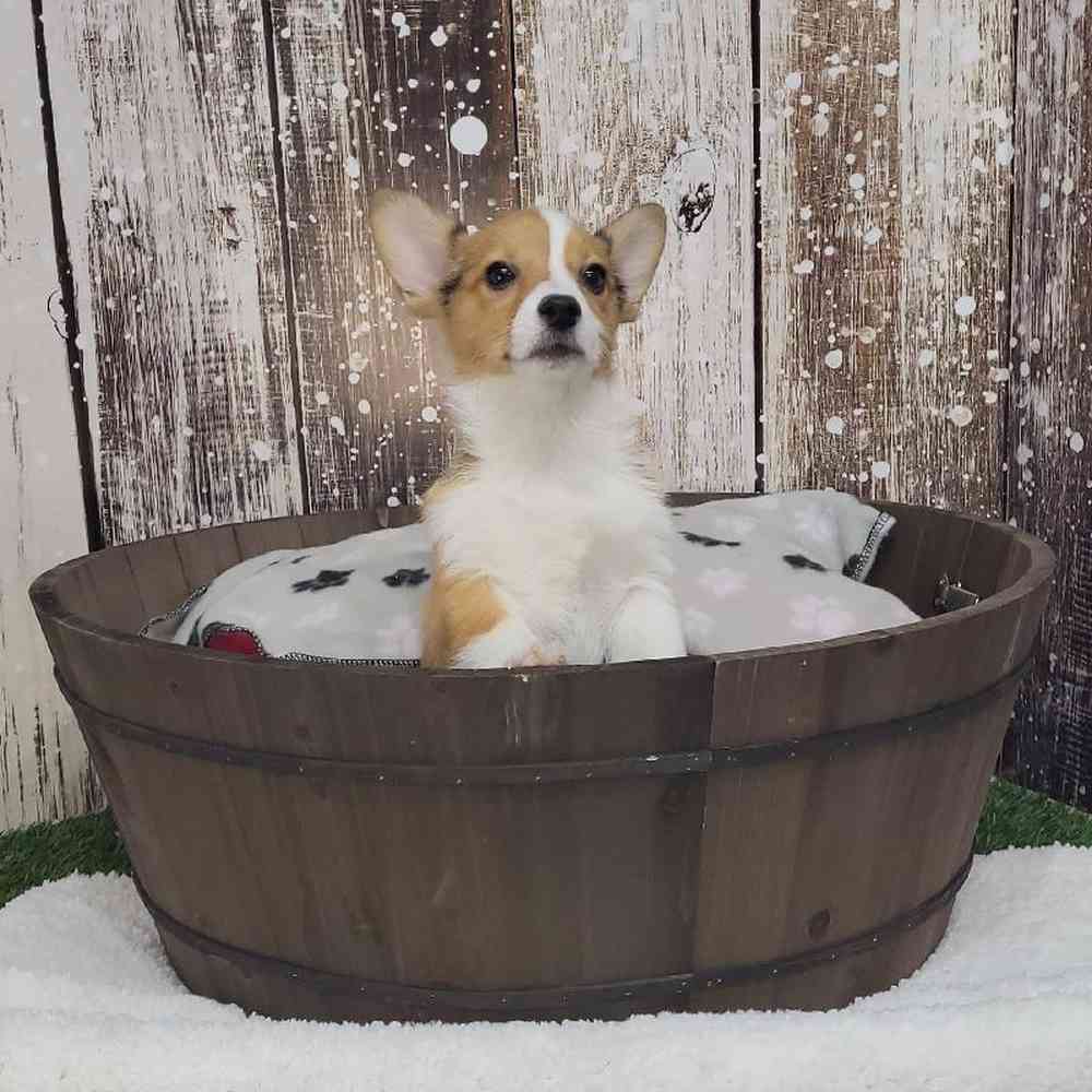 Female Pembroke Welsh Corgi Puppy for Sale in Saugus, MA