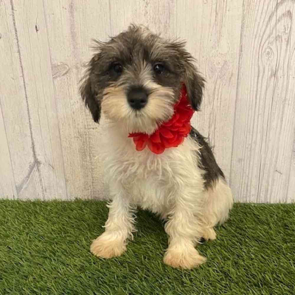 Female Miniature Schnauzer Puppy for sale