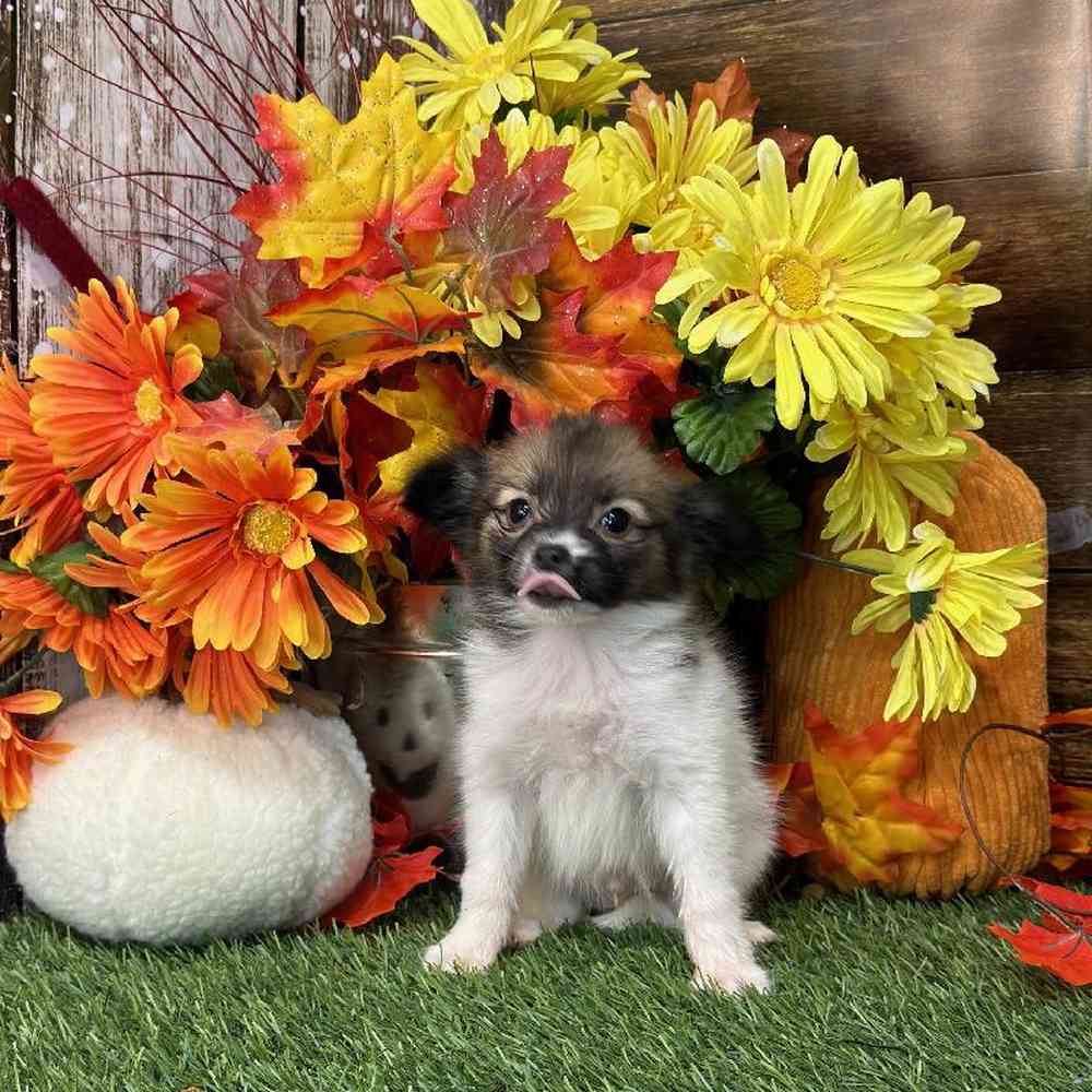 Male Papillon Puppy for Sale in Braintree, MA