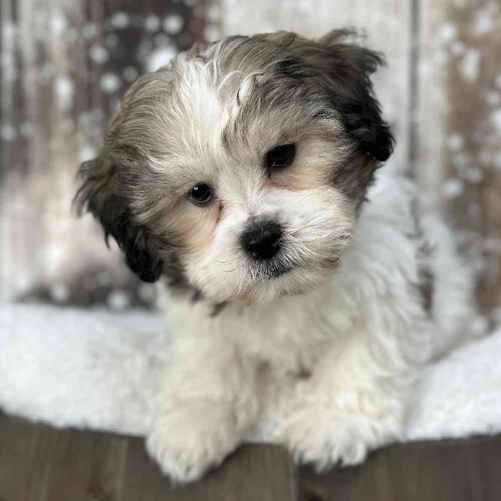 Male Teddy Bear (Zuchon) Puppy for Sale in Saugus, MA