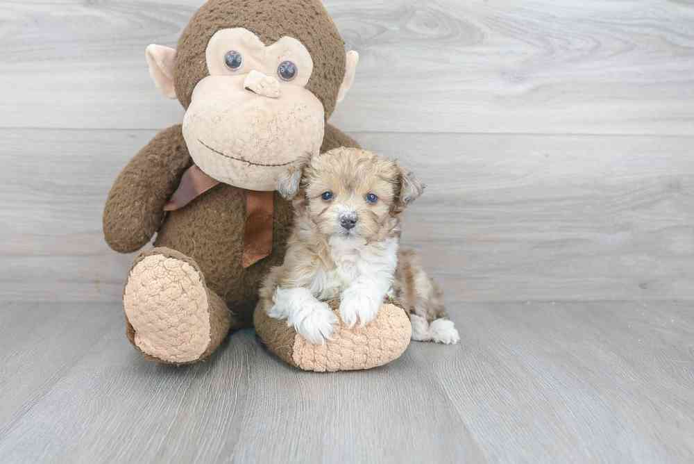 mini-aussiedoodle-cuddles-3385219186157643.jpg