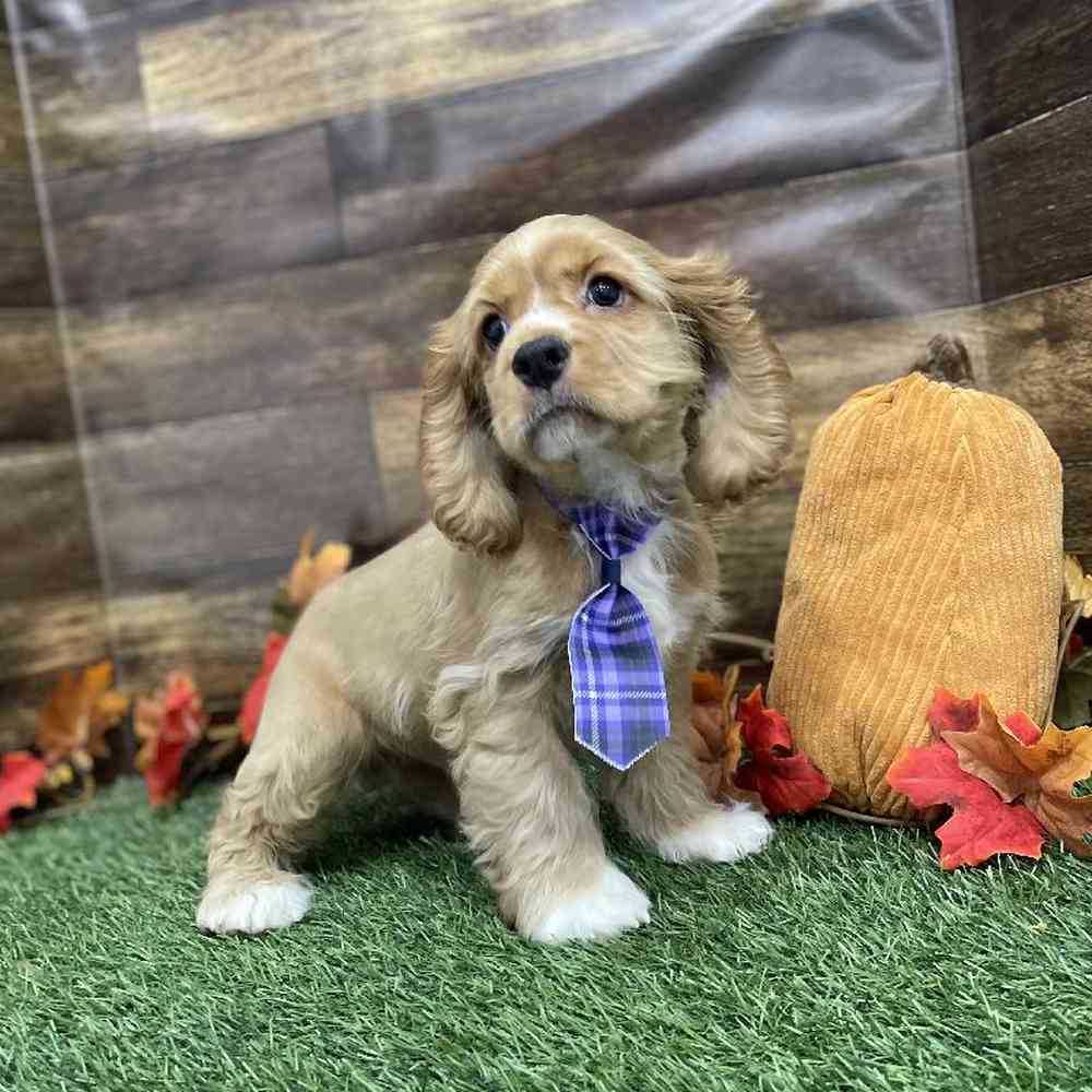 Male Cocker Spaniel Puppy for Sale in Braintree, MA