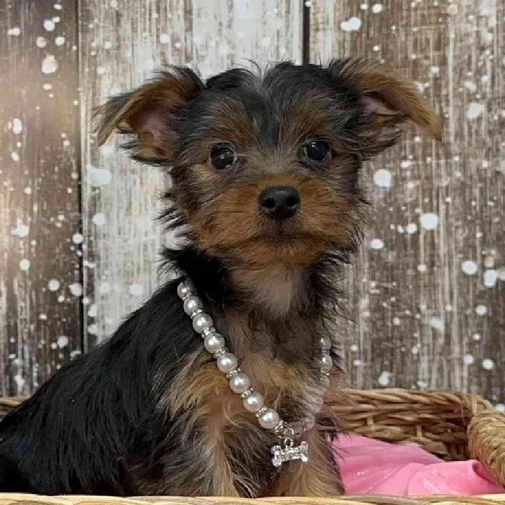 Female Yorkshire Terrier Puppy for Sale in Saugus, MA
