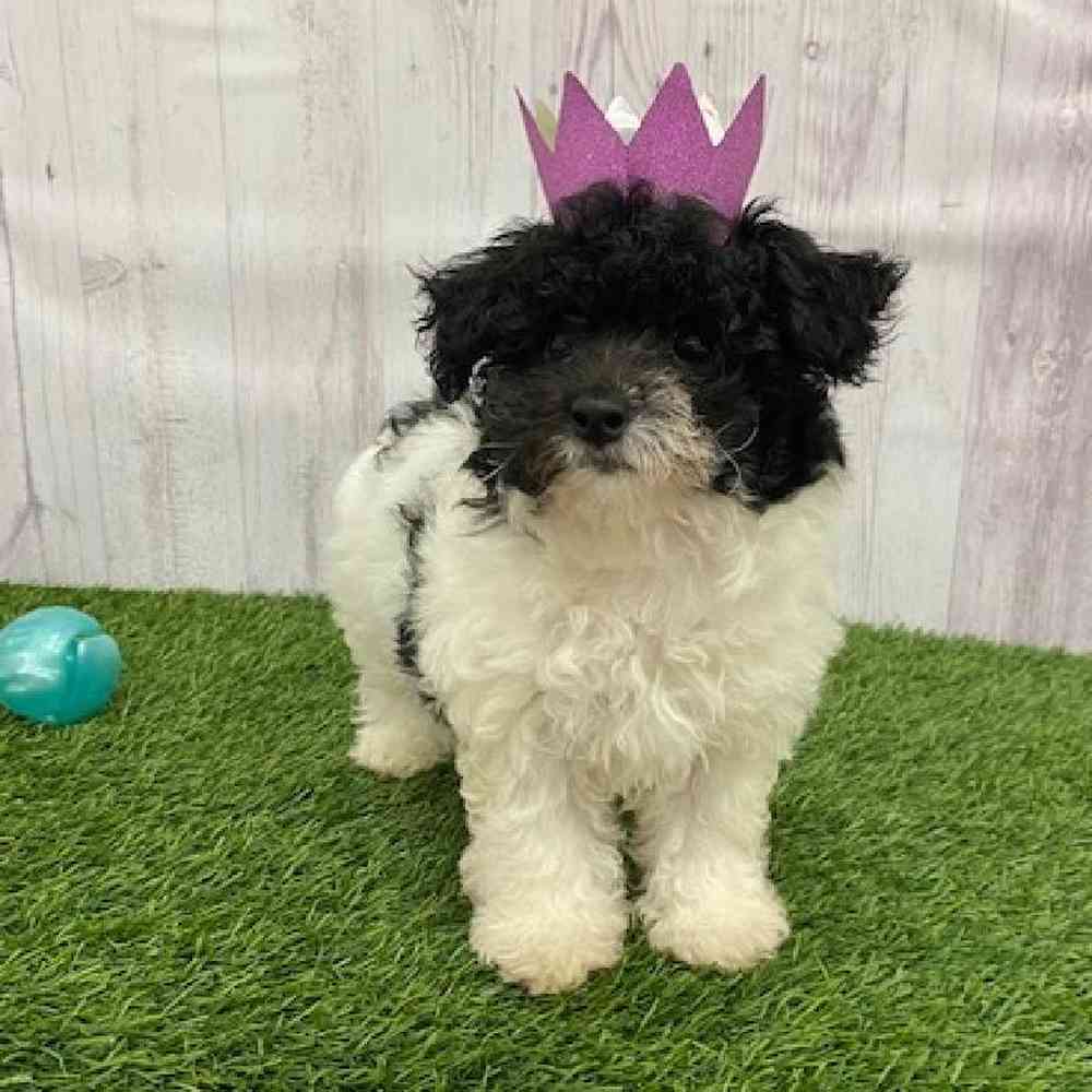 Female Havapoo Puppy for Sale in Braintree, MA