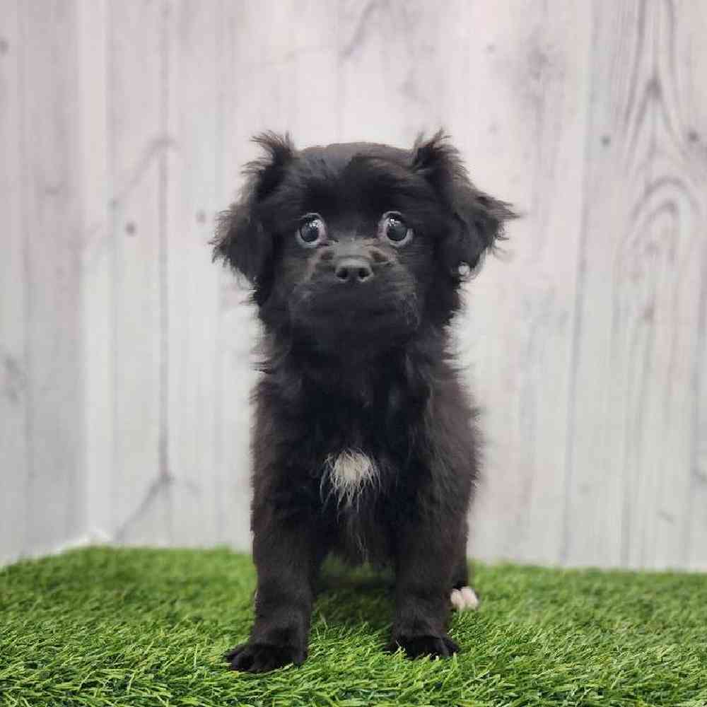 Female Peke A Poo Puppy for Sale in Braintree, MA