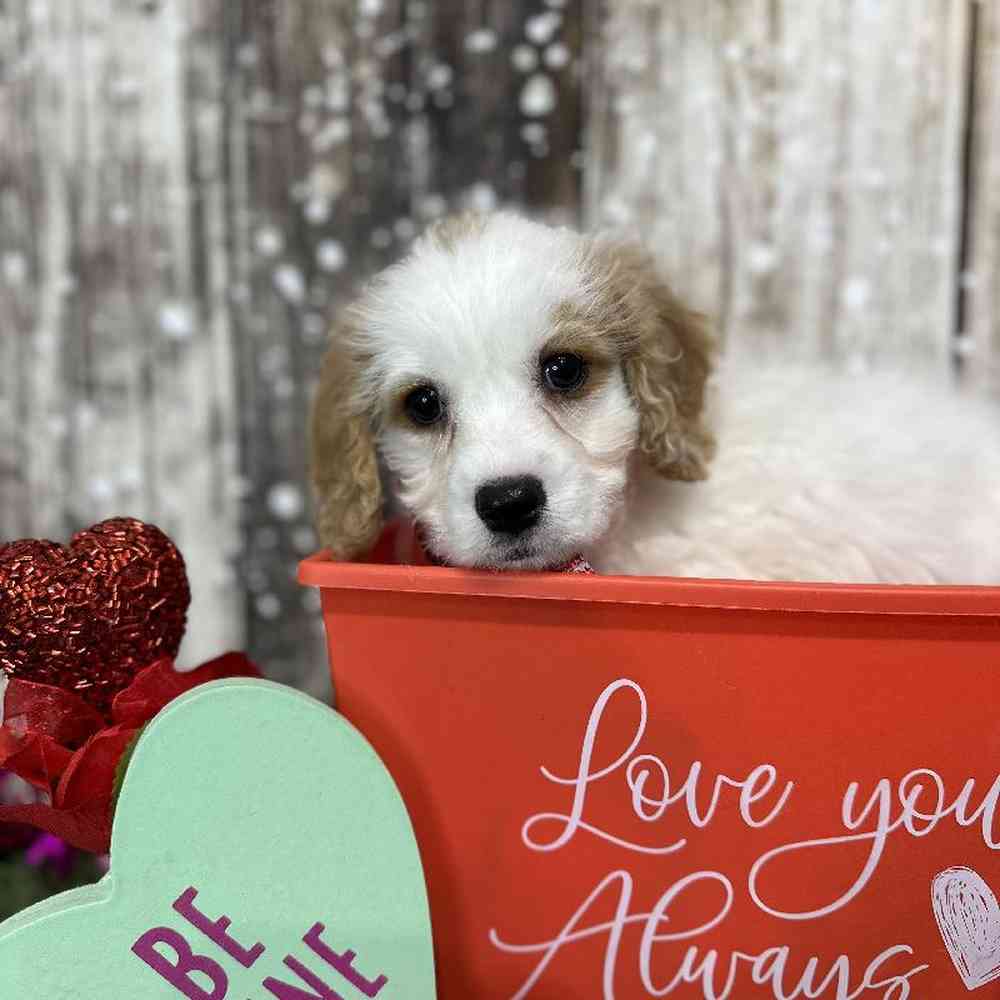 Male Cavachon Puppy for Sale in Saugus, MA