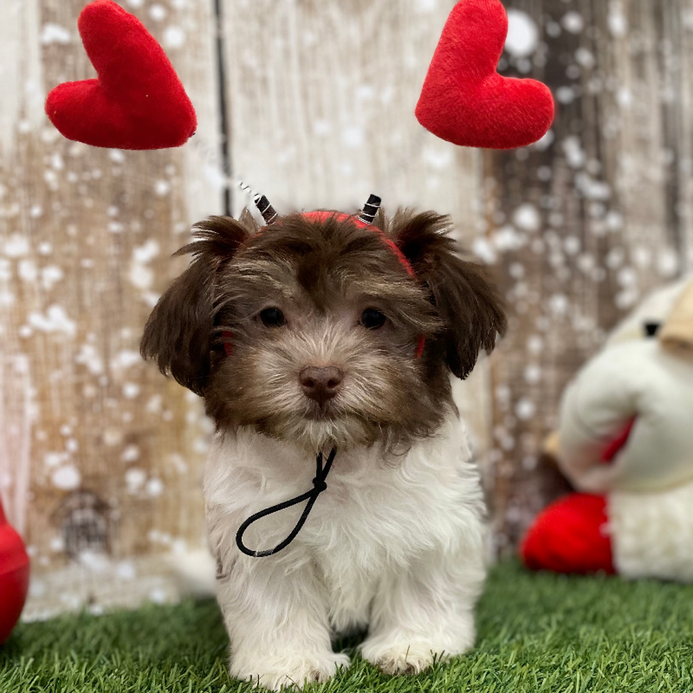 Male Havanese Puppy for Sale in Braintree, MA