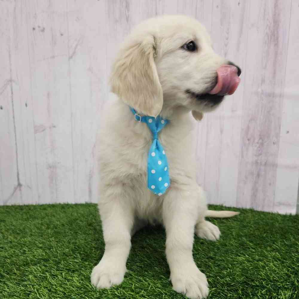Male Golden Retriever Puppy for Sale in Braintree, MA