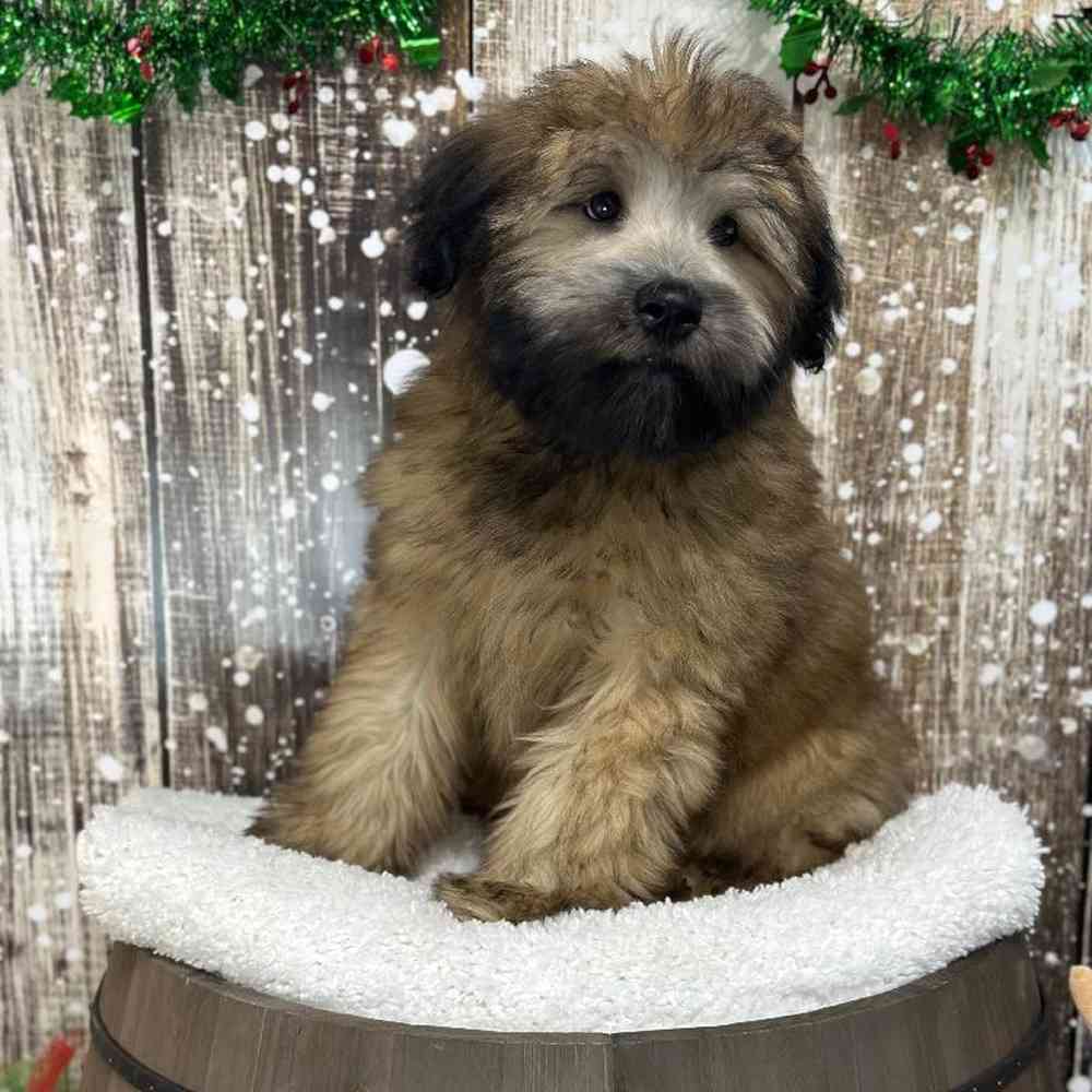 Male Soft Coated Wheaten Terrier Puppy for Sale in Saugus, MA