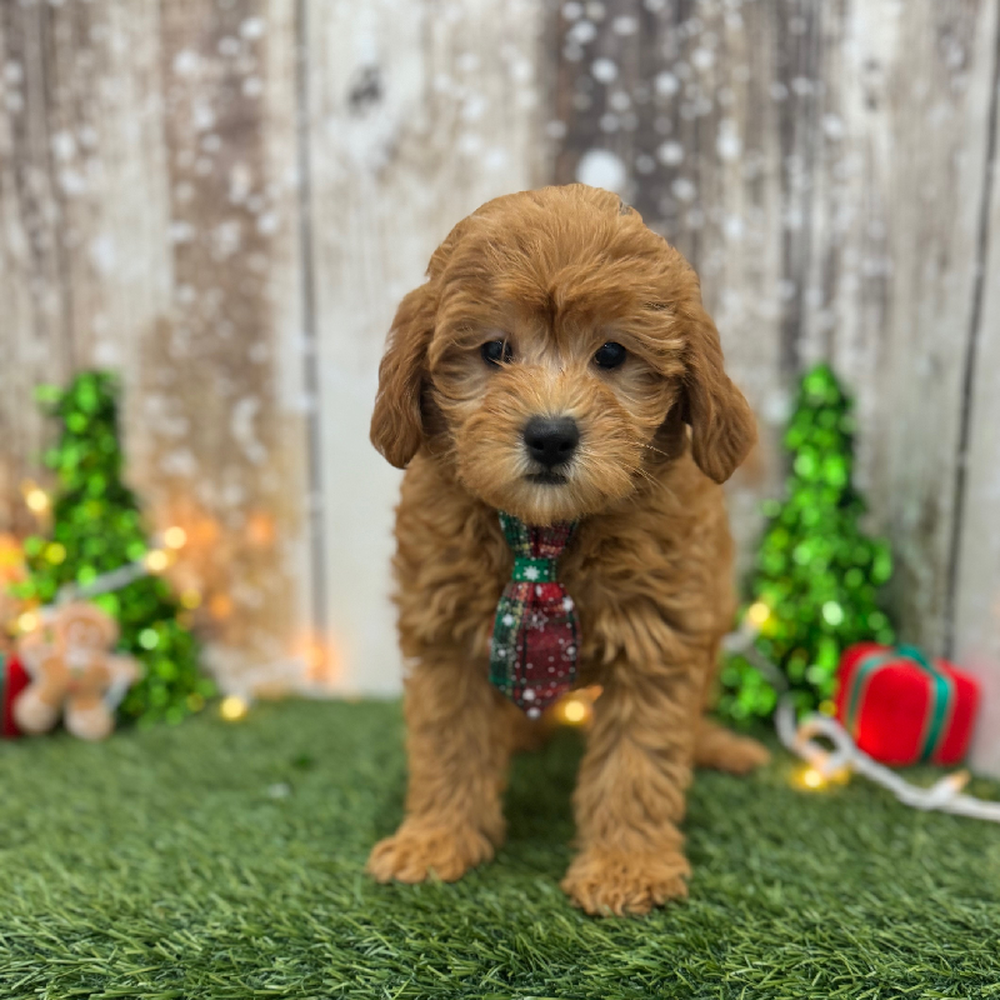 Male Mini Labradoodle 2nd Gen Puppy for Sale in Braintree, MA