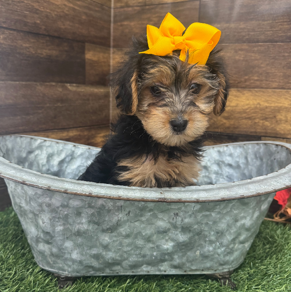 Female Yorkie-Poo Puppy for Sale in Braintree, MA