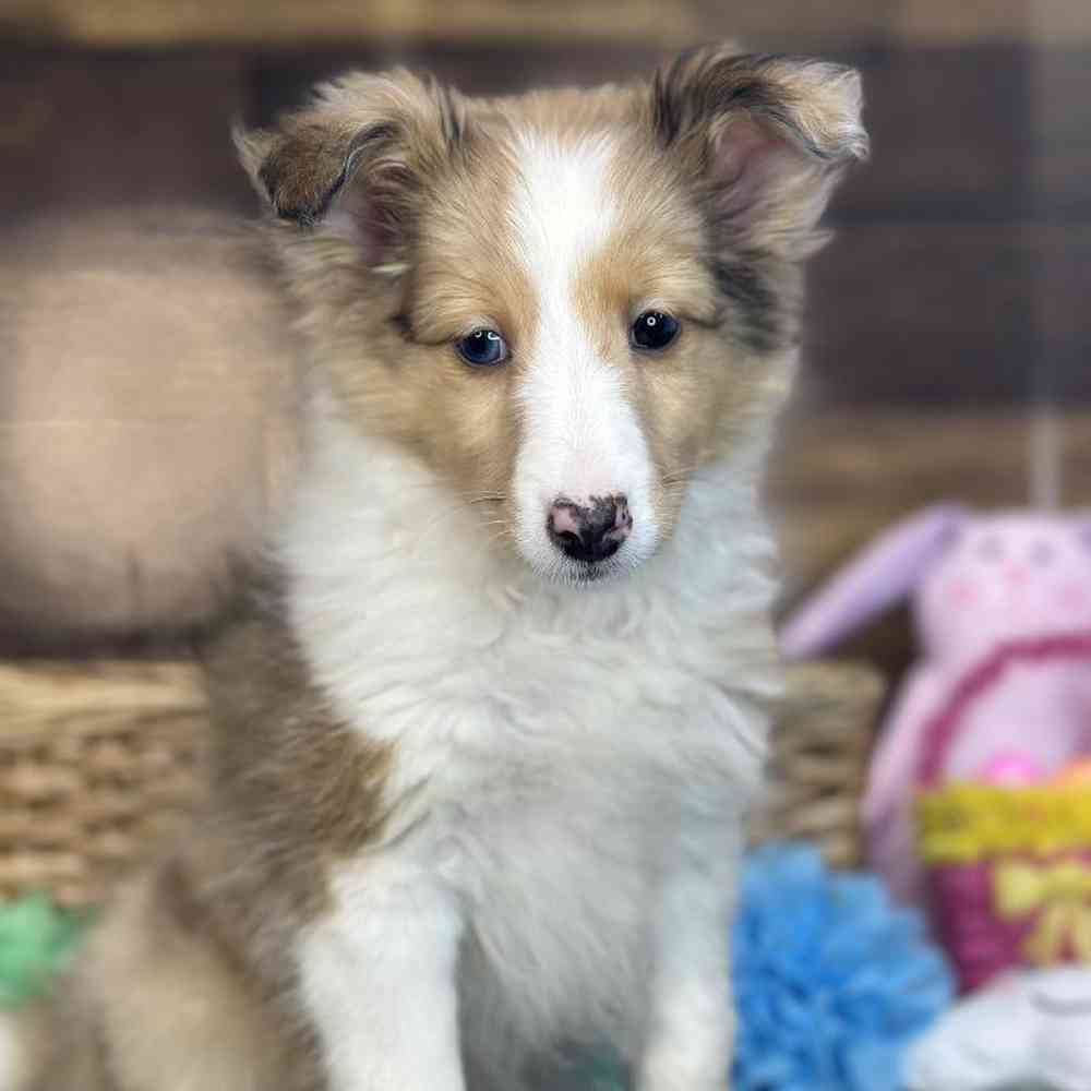 Female Shetland Sheepdog Puppy for Sale in Braintree, MA