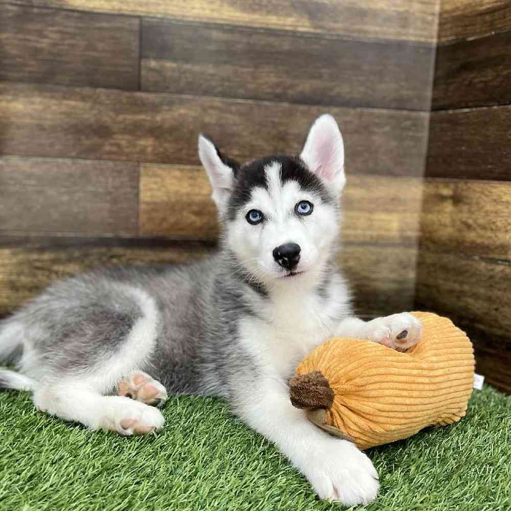 Male Huskimo Puppy for Sale in Braintree, MA