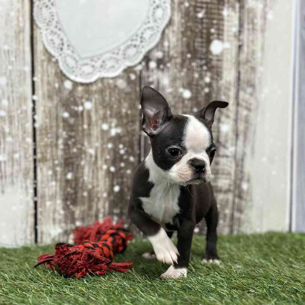 Female Boston Terrier Puppy for Sale in Saugus, MA