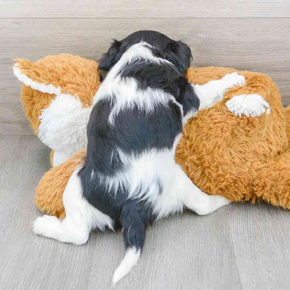 cavalier-king-charles-spaniel-elliot-6168427646558582.jpg