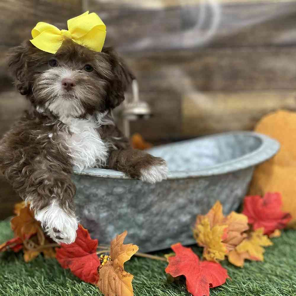 Female Lhasa-Poo Puppy for Sale in Braintree, MA