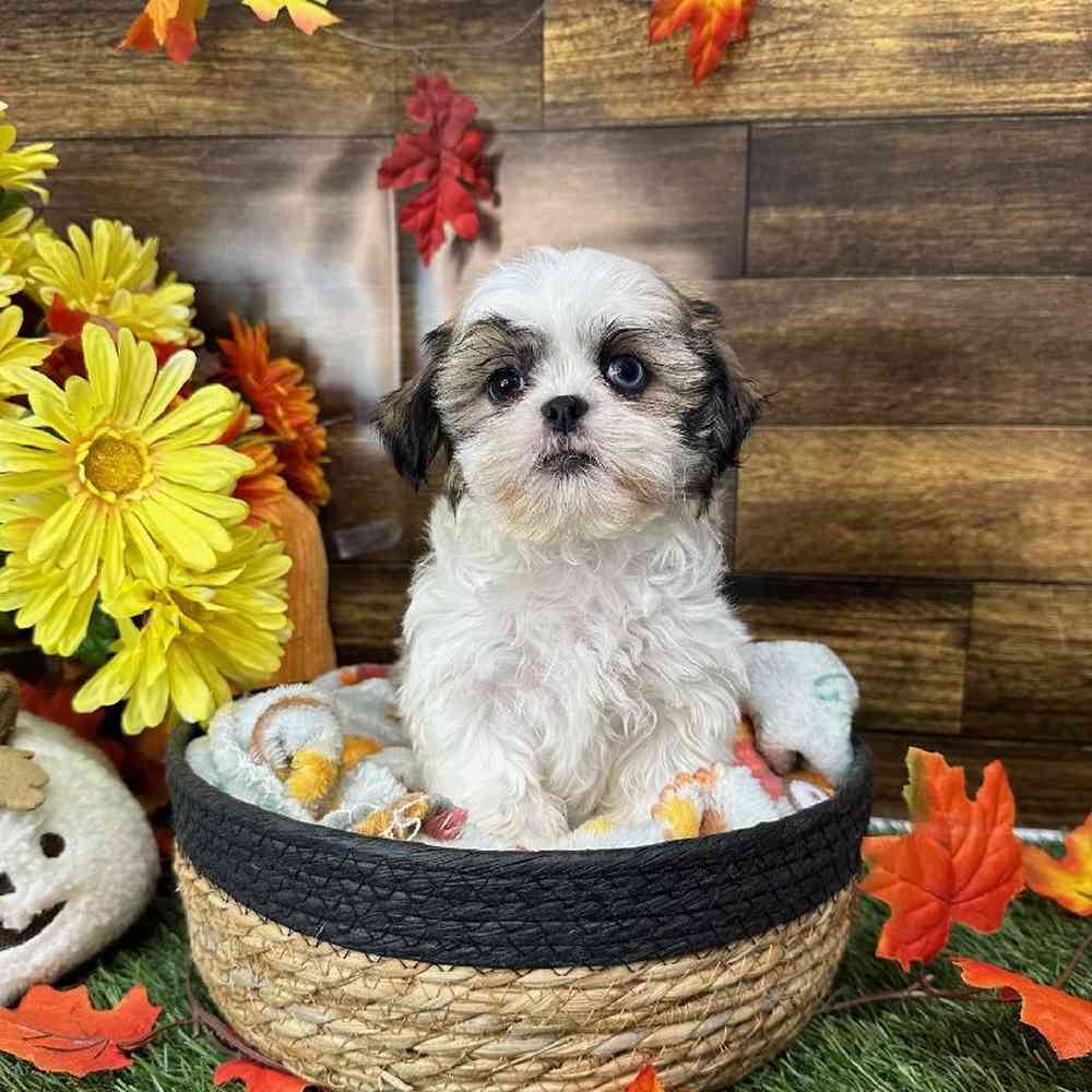Female Shih Tzu Puppy for Sale in Saugus, MA