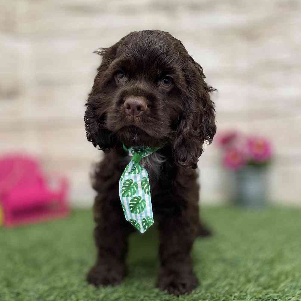Male Cocker Spaniel Puppy for Sale in Braintree, MA