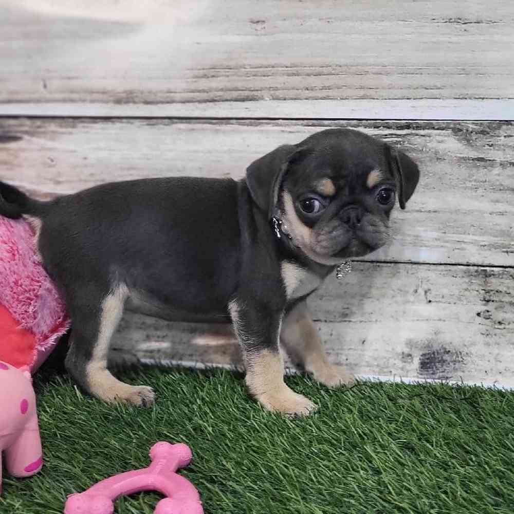 Female Pug Puppy for Sale in Saugus, MA