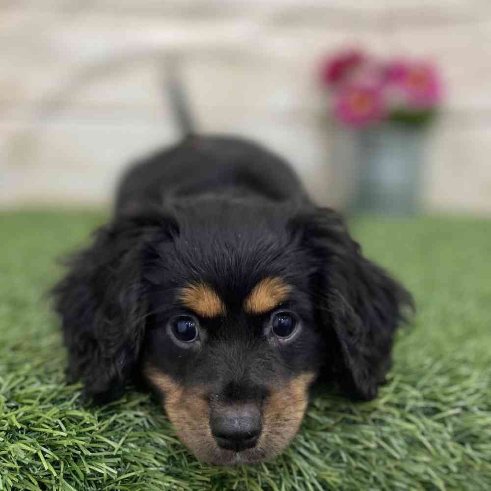 Female Cotralian (Mini Aussie/Cocker Spaniel) Puppy for Sale in Braintree, MA