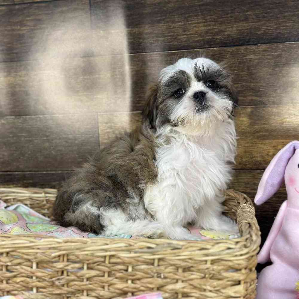 Male Shih Tzu Puppy for Sale in Saugus, MA