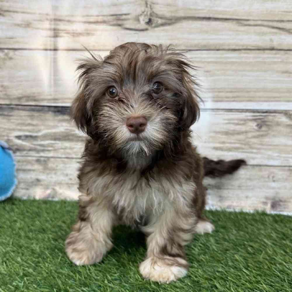 Male Havanese Puppy for Sale in Saugus, MA