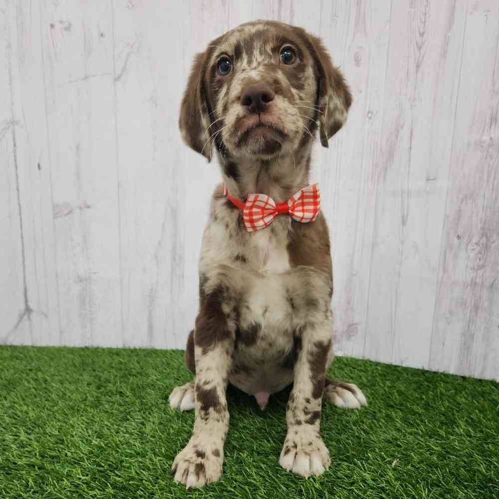 Male Labradoodle Puppy for Sale in Braintree, MA