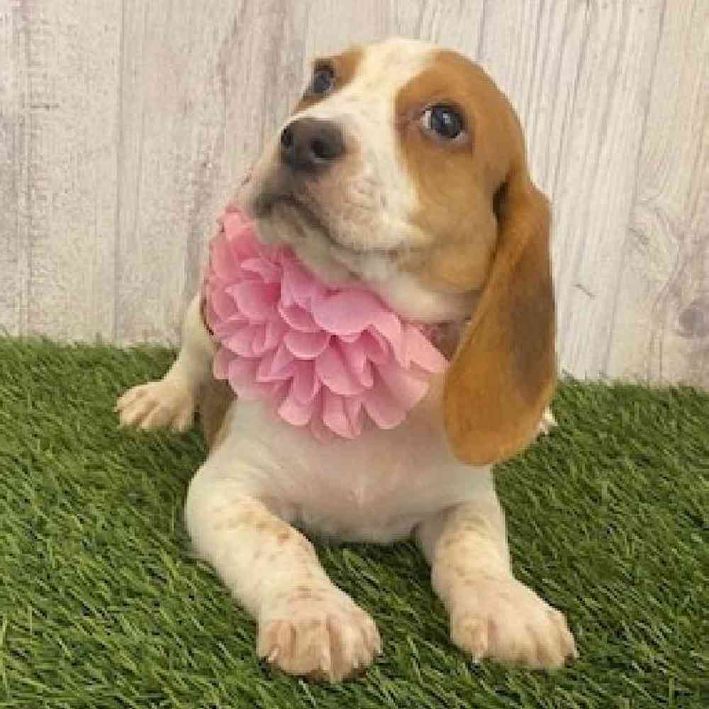 Female Beagle Puppy for sale