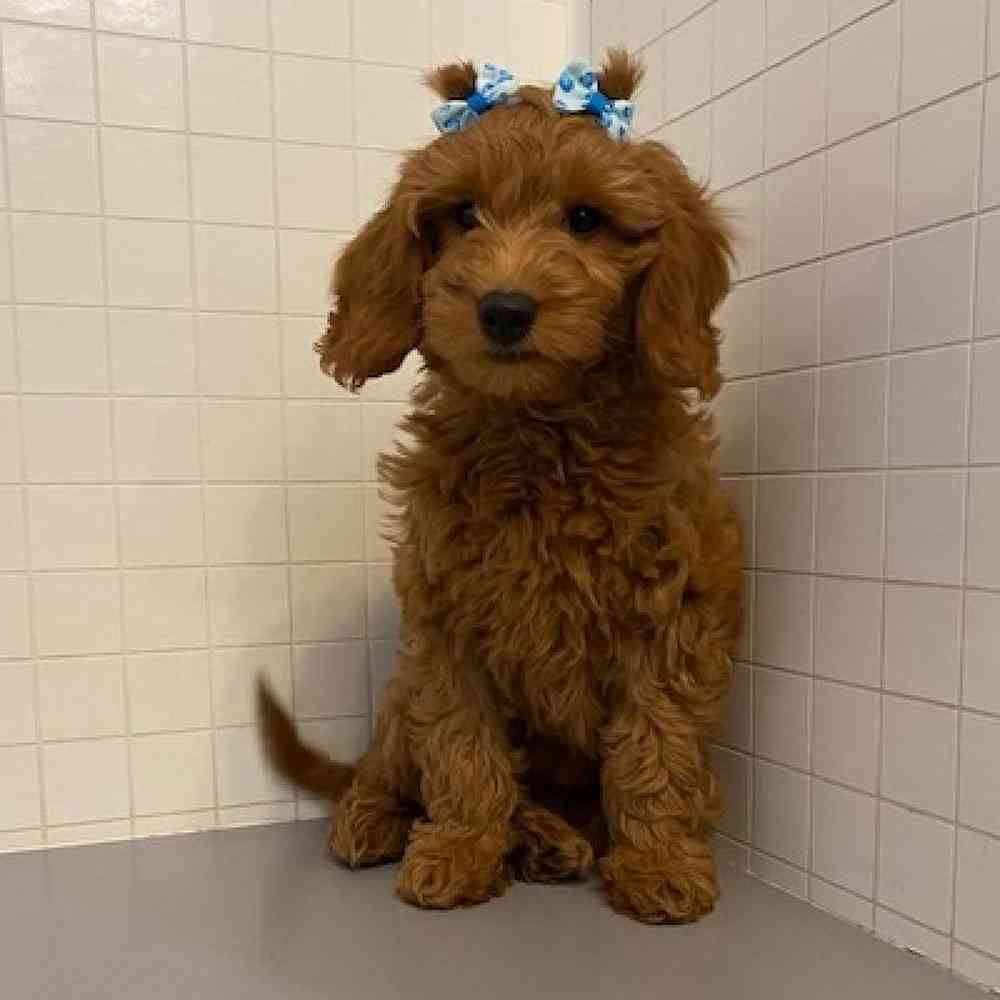 Female Mini Goldendoodle Puppy for sale