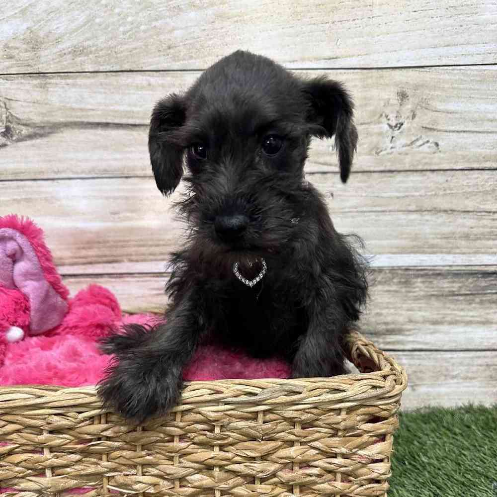 Female Miniature Schnauzer Puppy for Sale in Saugus, MA