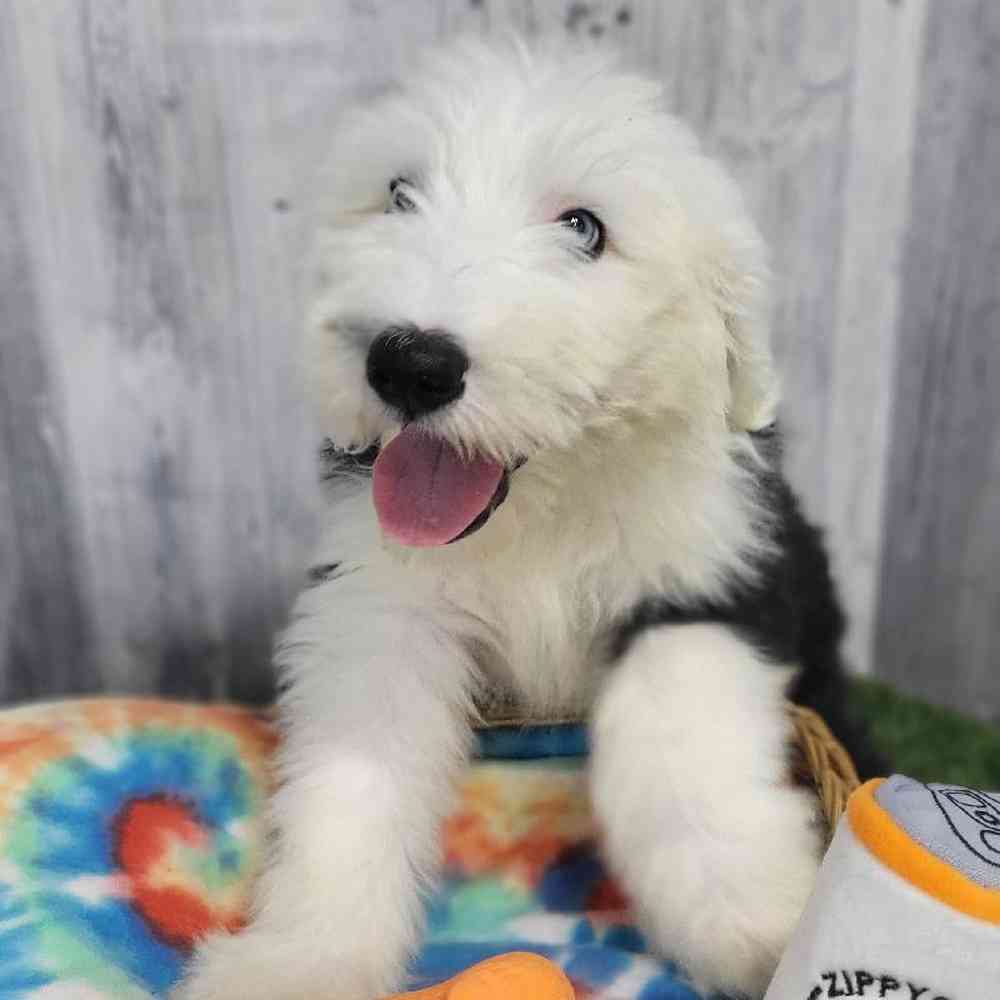 Male Old English Sheepdog Puppy for Sale in Saugus, MA