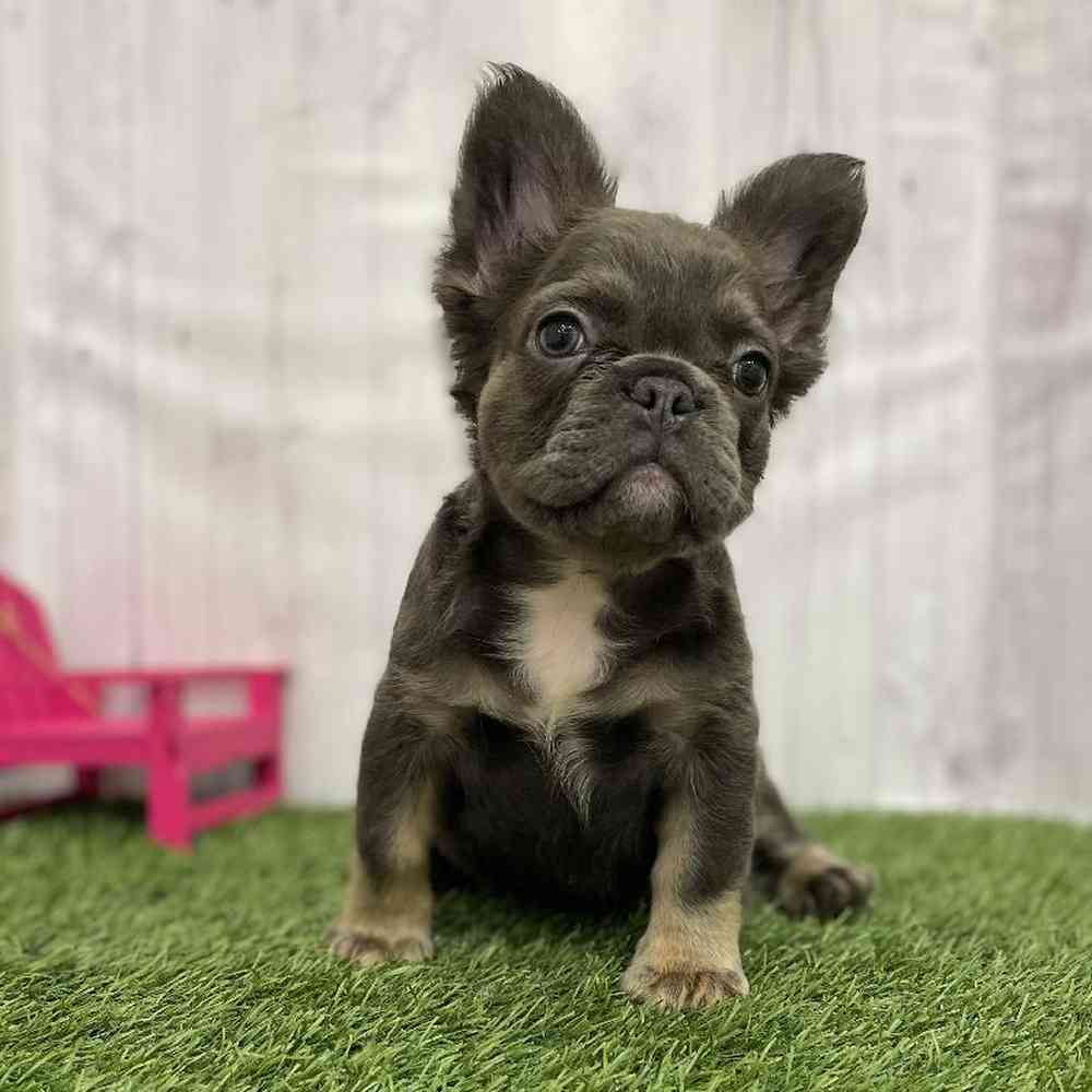 Female French Bulldog Puppy for Sale in Braintree, MA