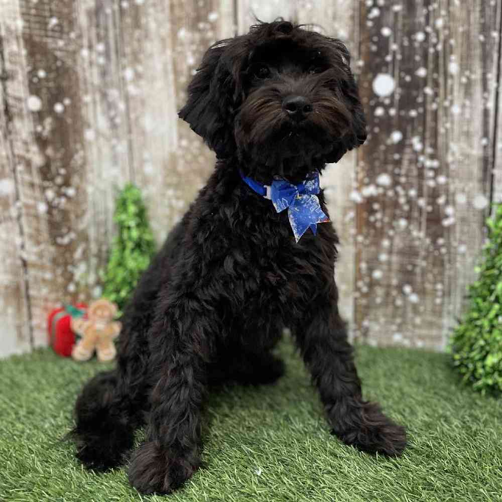 Male Cockapoo 2nd Gen Puppy for Sale in Braintree, MA