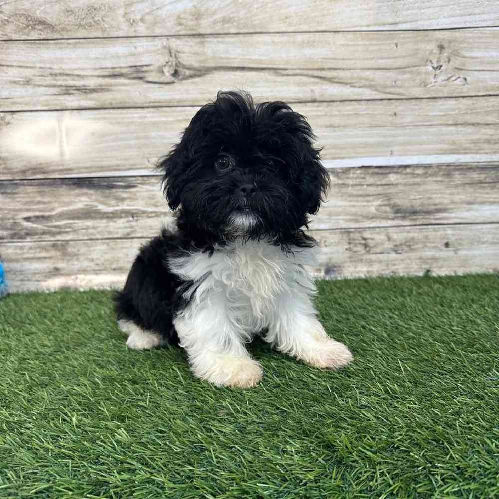 Female Shih-Poo Puppy for Sale in Saugus, MA