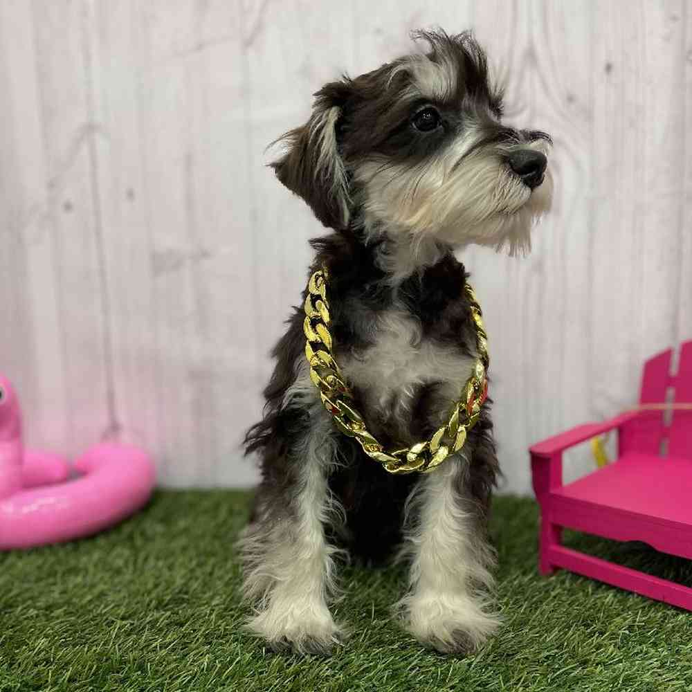 Male Miniature Schnauzer Puppy for Sale in Braintree, MA