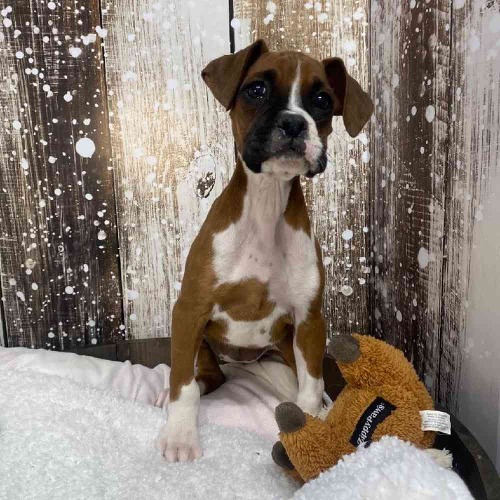 Female Boxer Puppy for Sale in Saugus, MA