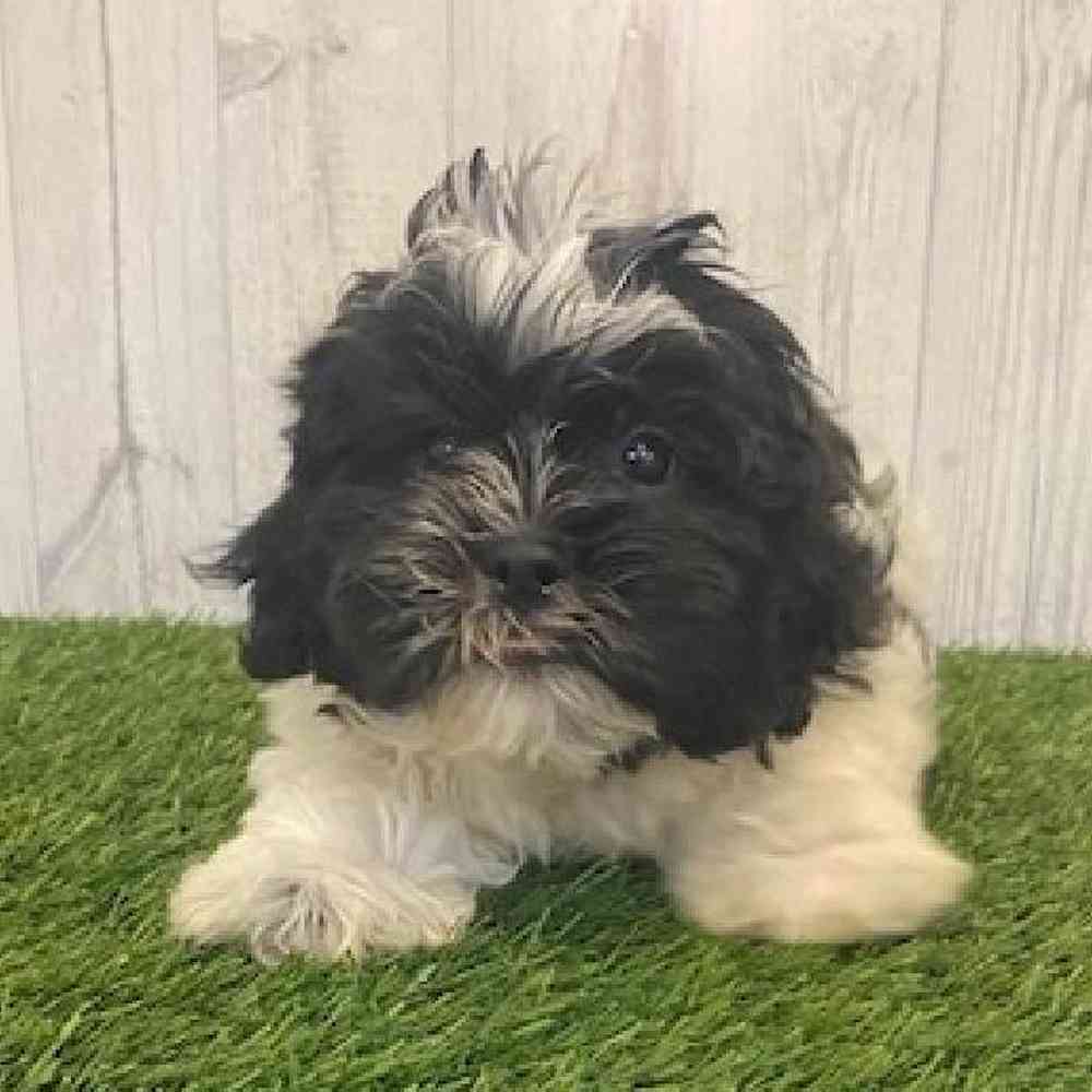 Male Shih-Poo Puppy for sale