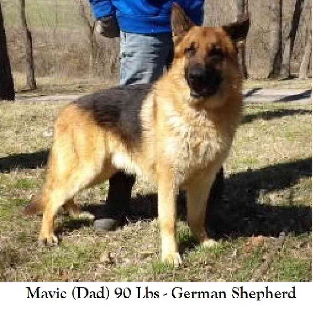 Male German Shepherd Dog Puppy for Sale in Braintree, MA