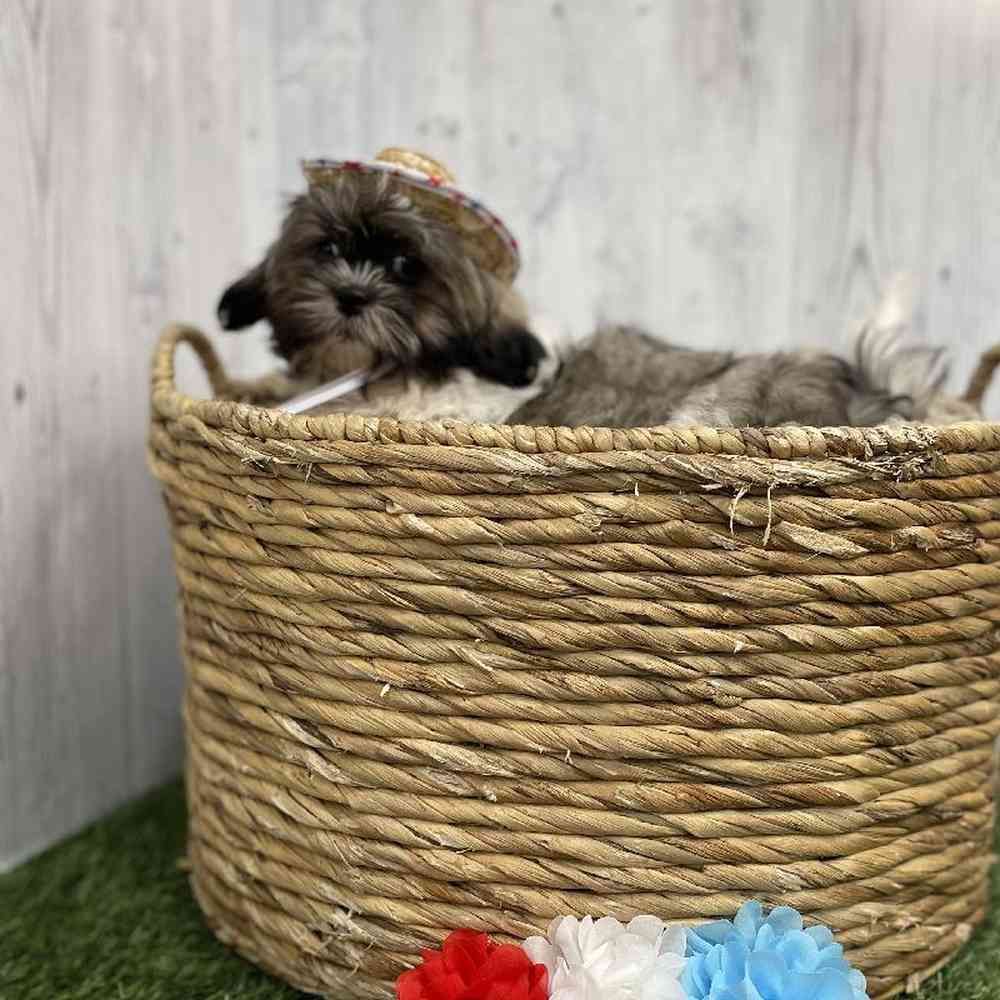 Male Shih Tzu Puppy for sale