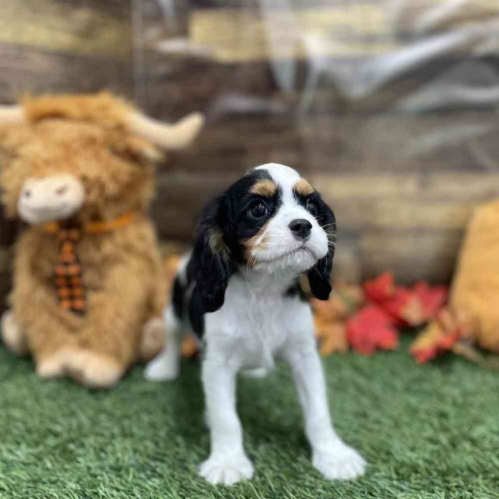 Male Cavalier King Charles Spaniel Puppy for Sale in Braintree, MA