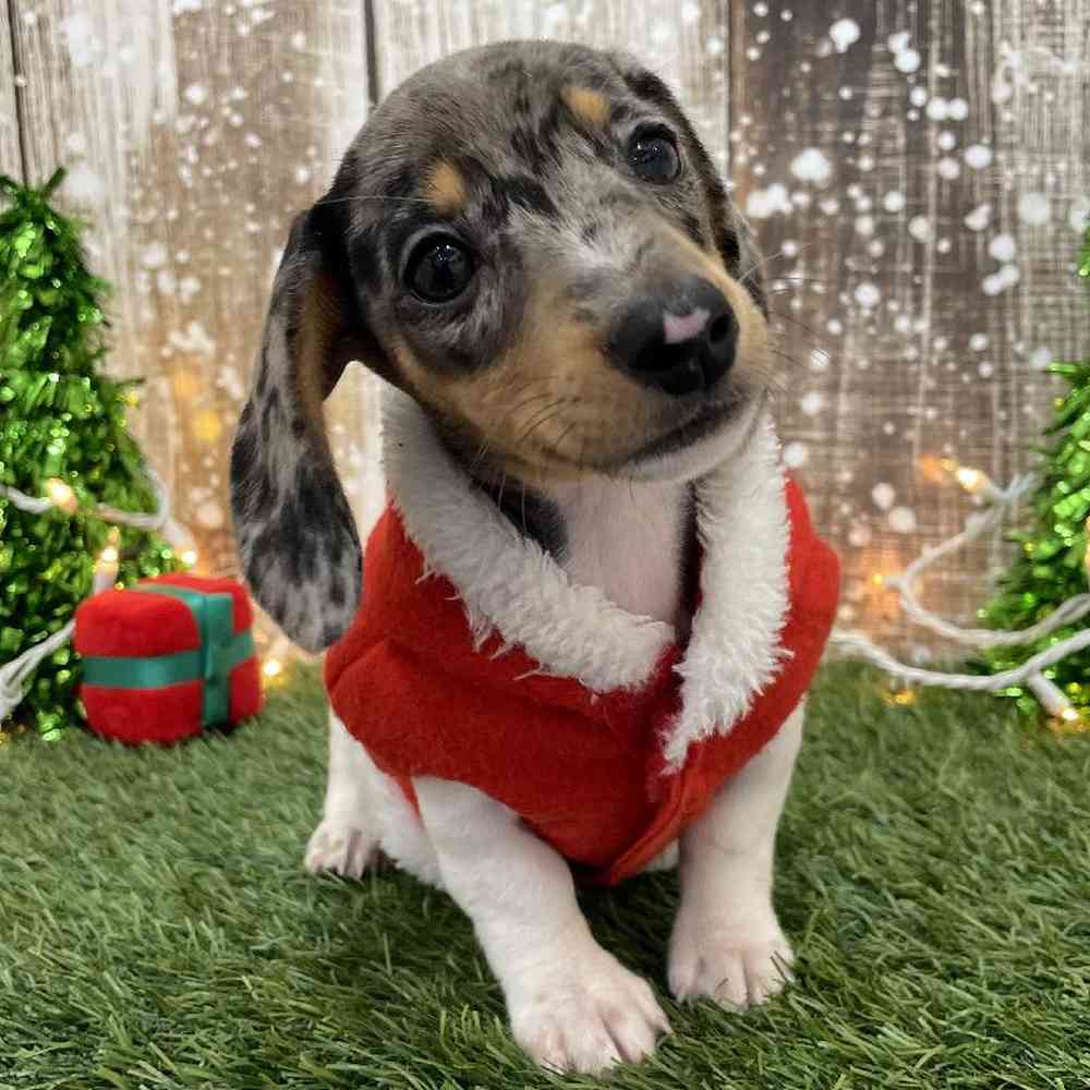 Male Dachshund Puppy for Sale in Braintree, MA
