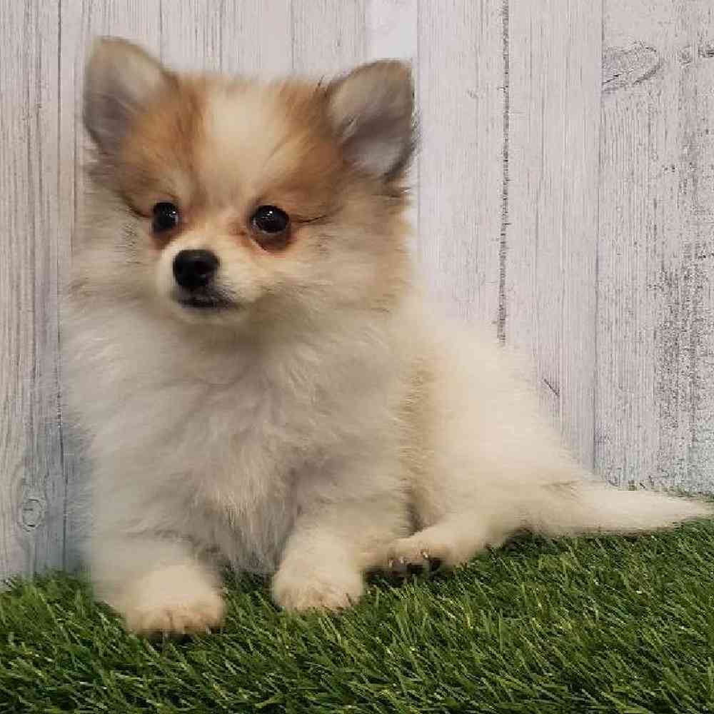 Female Pomeranian Puppy for sale