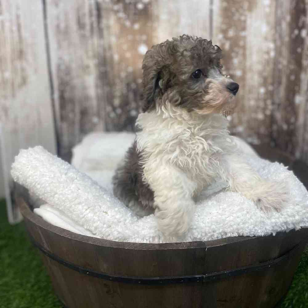 Male Cavachon Puppy for Sale in Saugus, MA