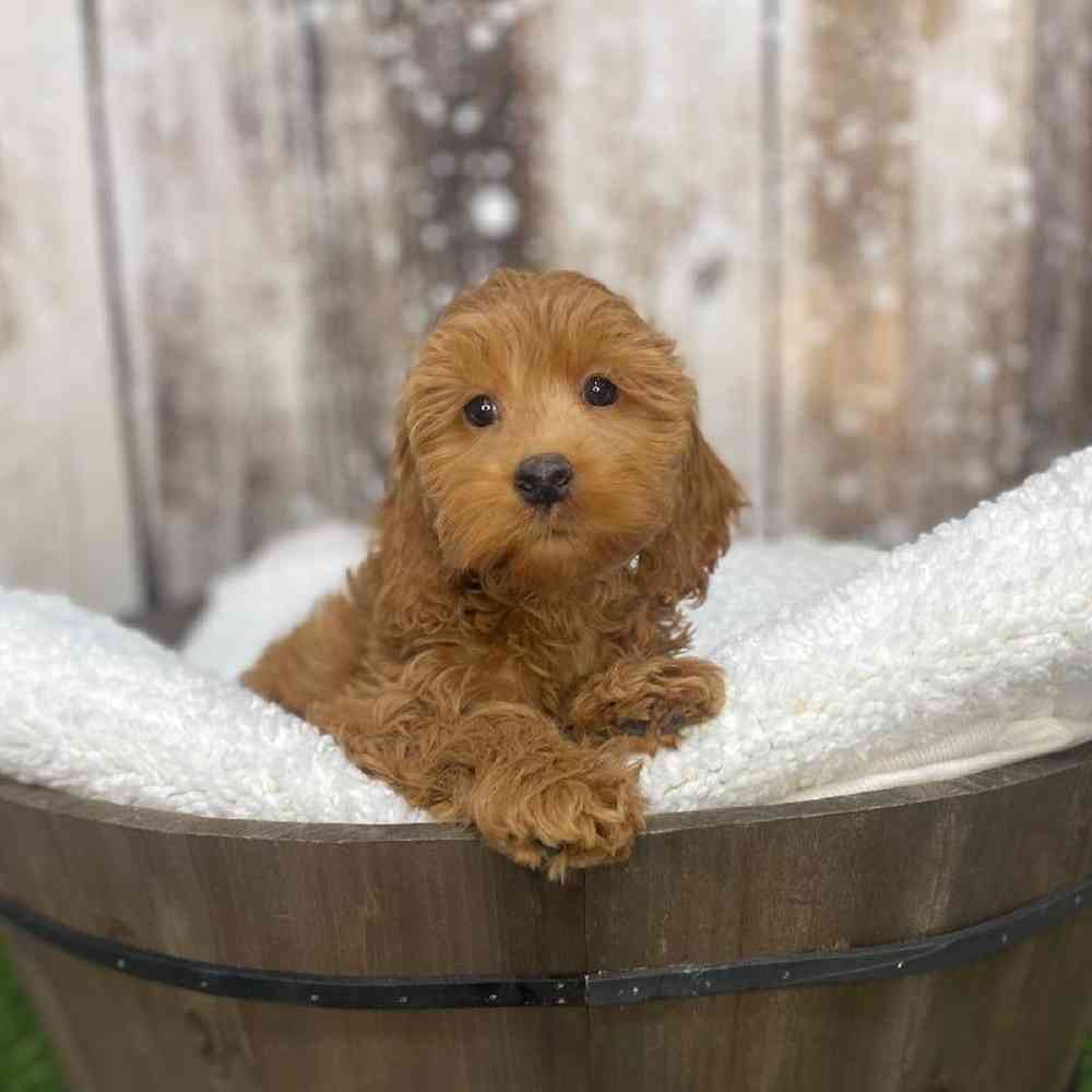 Male Cockapoo Puppy for Sale in Saugus, MA